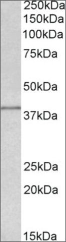 Anti-IDH3G antibody produced in goat