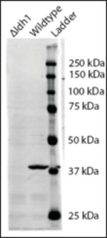 Anti-IDH1 antibody produced in goat