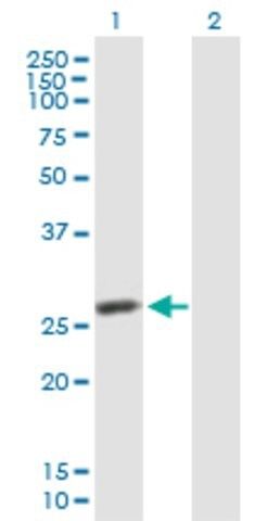 Anti-IDI2 antibody produced in mouse