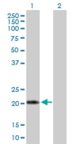 Anti-IFNA10 antibody produced in mouse