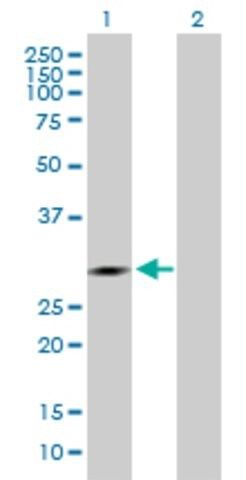 Anti-IDI1 antibody produced in rabbit