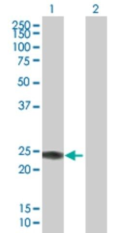 Anti-IFNA14 antibody produced in mouse