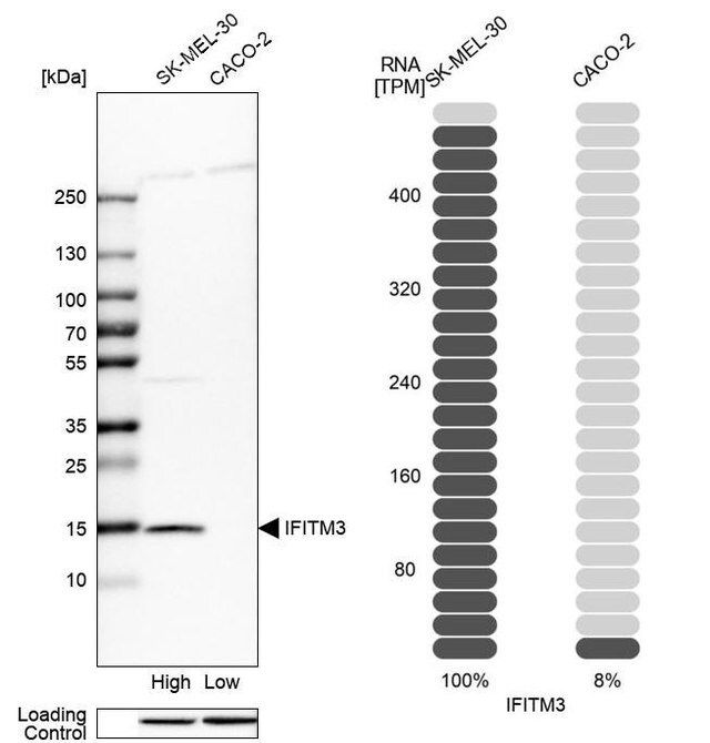 Anti-IFITM3 antibody produced in rabbit