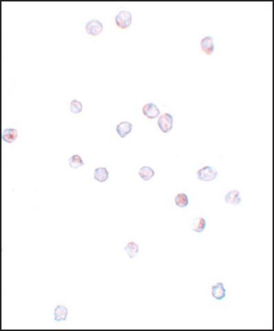 Anti-IFITM1 antibody produced in rabbit