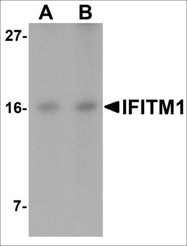 Anti-IFITM1 antibody produced in rabbit