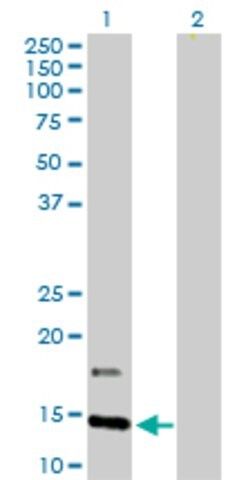 Anti-IFITM2 antibody produced in rabbit