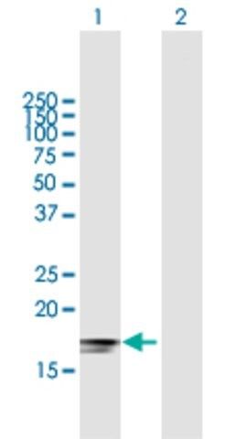 Anti-IFNA2 antibody produced in mouse