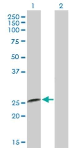 Anti-IFNA8 antibody produced in mouse