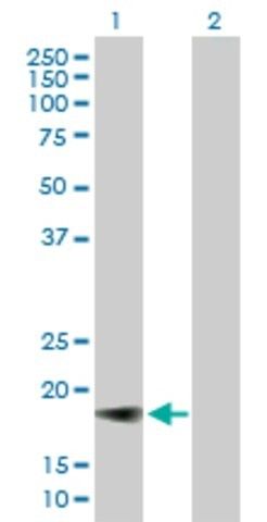 Anti-IFNA5 antibody produced in mouse