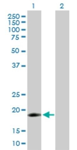 Anti-IFNA16 antibody produced in mouse