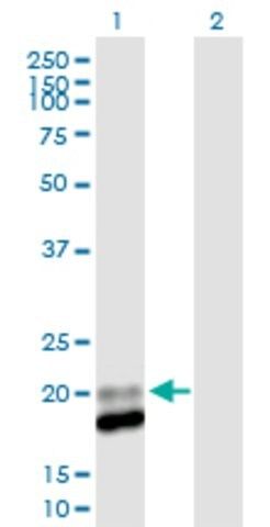 Anti-IFNA13 antibody produced in mouse