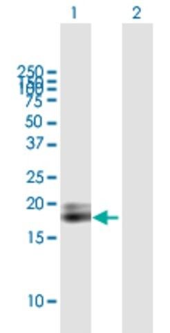 ANTI-IFNA1 antibody produced in mouse