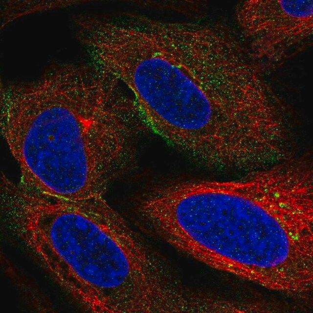 Anti-HSPA12A antibody produced in rabbit