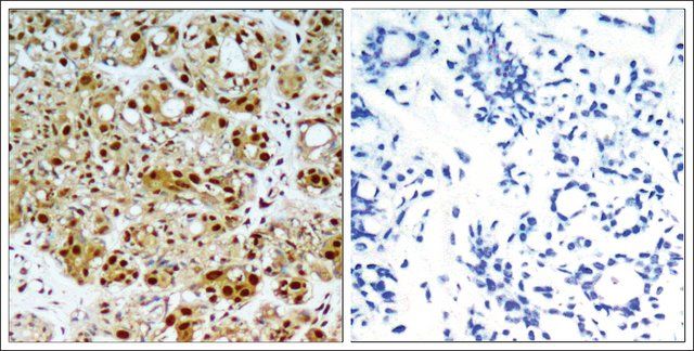 Anti-HSP90AB1 (Ab-254) antibody produced in rabbit