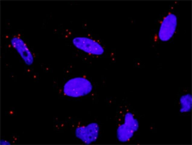 Anti-HSPA1L antibody produced in rabbit