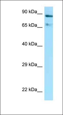 Anti-HSP90AA1 antibody produced in rabbit