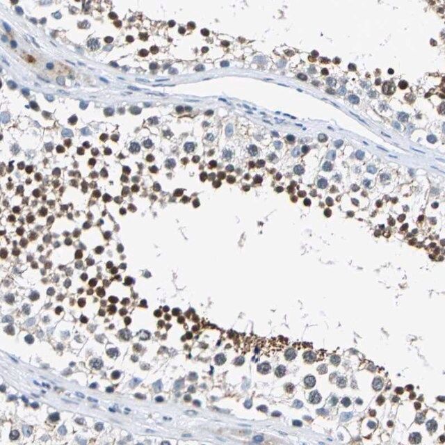 Anti-HCFC2 antibody produced in rabbit