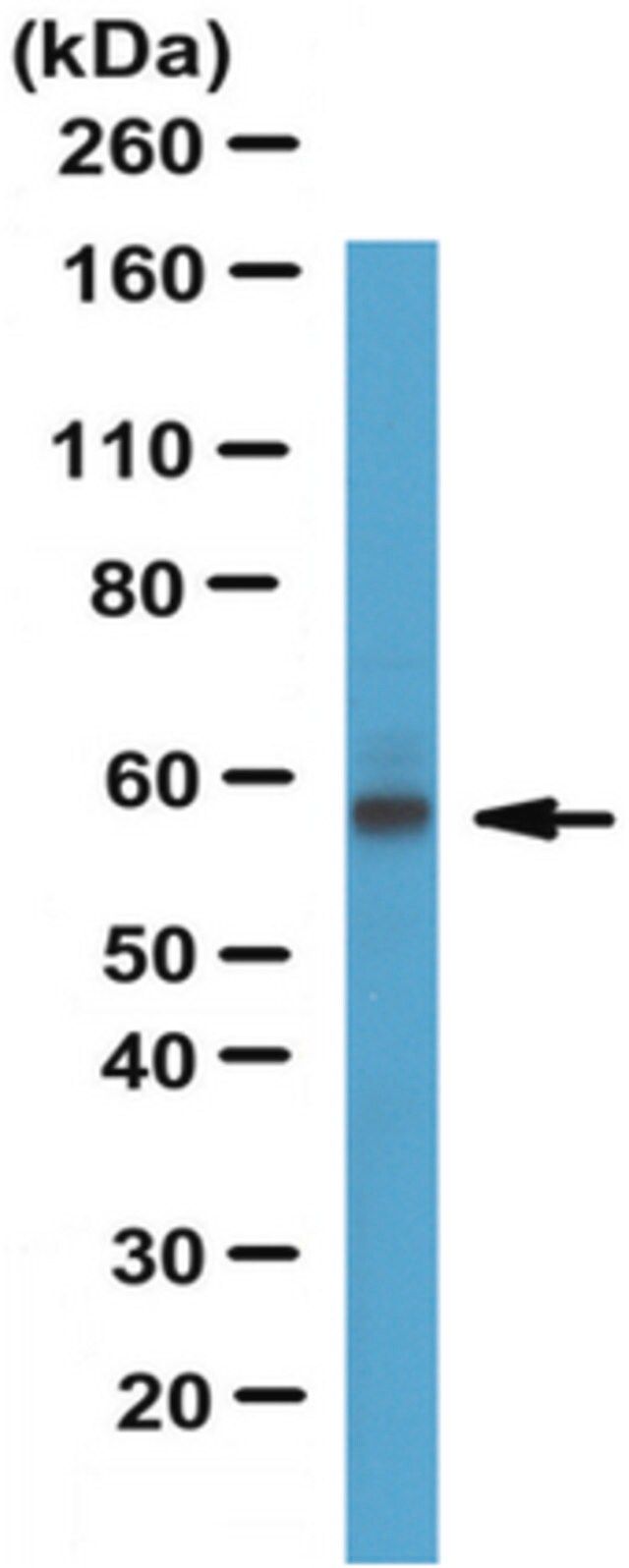 Anti-hCE-1 Antibody