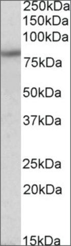 Anti-HCN3 antibody produced in goat