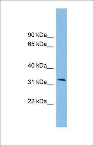 Anti-ZPBP2 antibody produced in rabbit