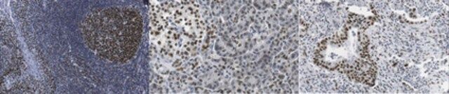 Anti-Heterochromatin Protein-1 Antibody, clone 4C12.1