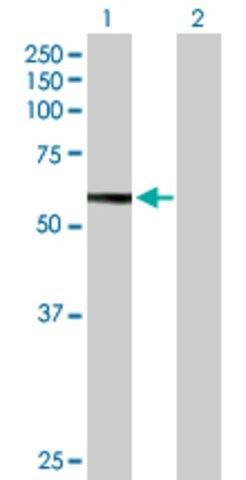 Anti-HEXB antibody produced in mouse