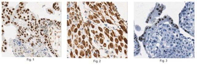 Anti-Hexim 1 Antibody, clone 10D2.1