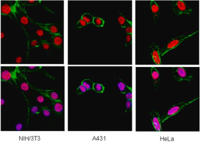 Anti-Heterochromatin Protein-1  Antibody, clone 1MOD-1A9