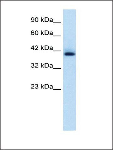 Anti-HEXIM1 antibody produced in rabbit