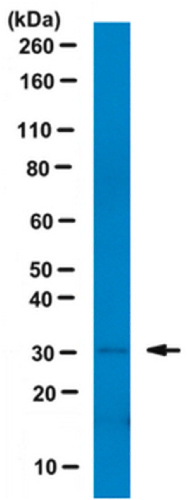 Anti-Histone H1 Antibody, clone 34