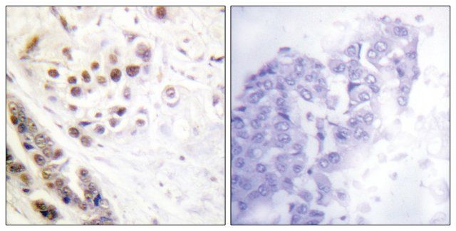 Anti-Histone H2A antibody produced in rabbit