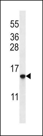 ANTI-HIST1H2BO/HIST1H2BH (N-TERM) antibody produced in rabbit