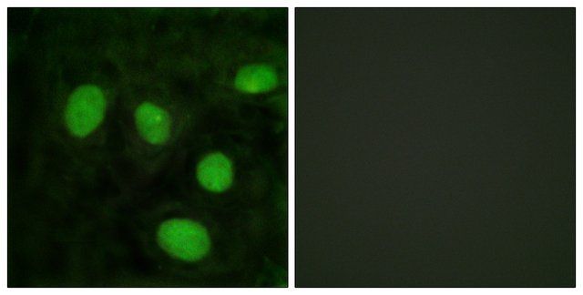 Anti-Histone H1 antibody produced in rabbit