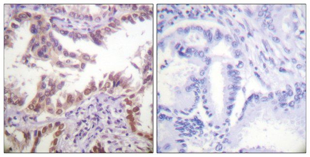 Anti-Histone H3 antibody produced in rabbit