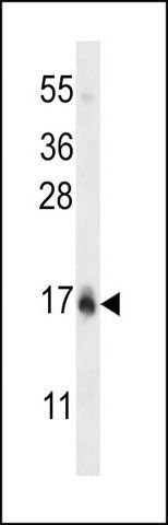 ANTI-HIST1H2BC/HIST1H2BF (N-TERM) antibody produced in rabbit