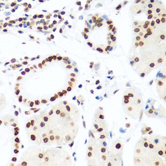 Anti-Histone H2AX antibody produced in rabbit