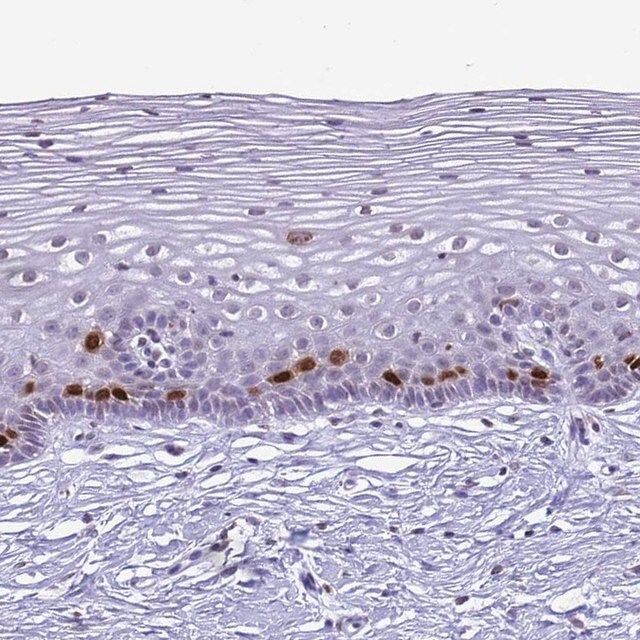 Anti-HIST4H4 antibody produced in rabbit