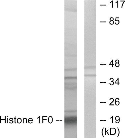 Anti-Histone 1F0 antibody produced in rabbit