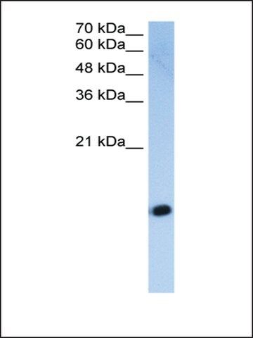 Anti-HIST2H2AC antibody produced in rabbit