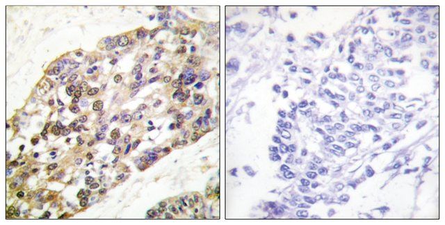 Anti-Histone H3 antibody produced in rabbit