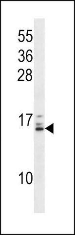 ANTI-HIST1H2BB/HIST1H2BE (N-TERM) antibody produced in rabbit