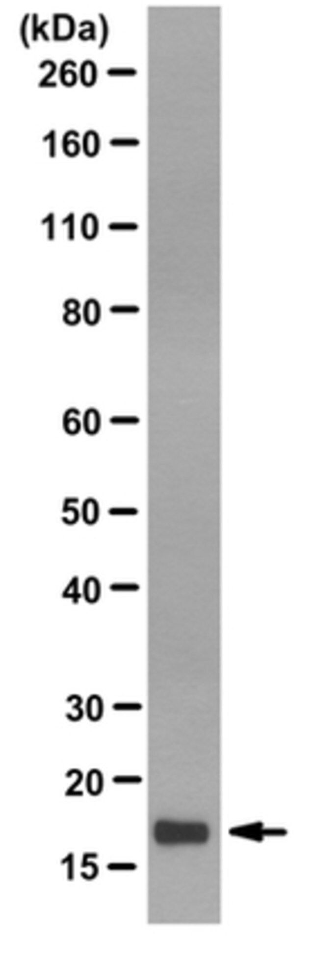 Anti-Histone H3.3 Antibody, clone 6C4A3