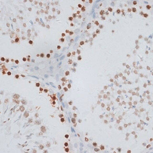 Anti-Histone H2AX antibody produced in rabbit