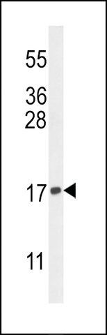 ANTI-HISTONE H3-K9 antibody produced in rabbit