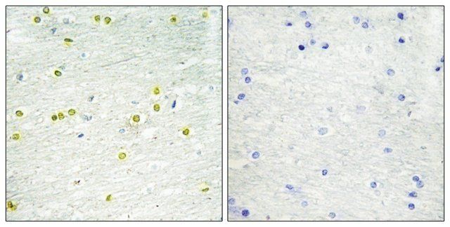 Anti-Histone H3 antibody produced in rabbit