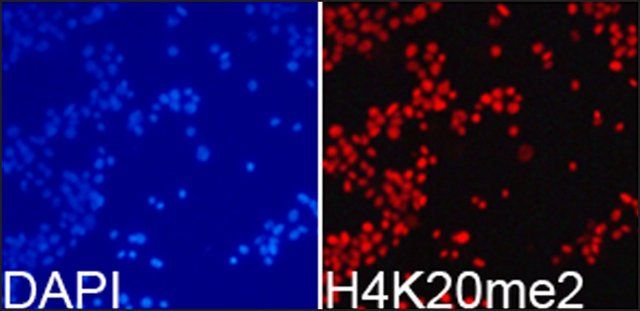 Anti-Histone H4K20me2 antibody produced in rabbit