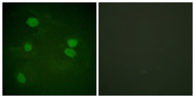 Anti-Histone H3 antibody produced in rabbit