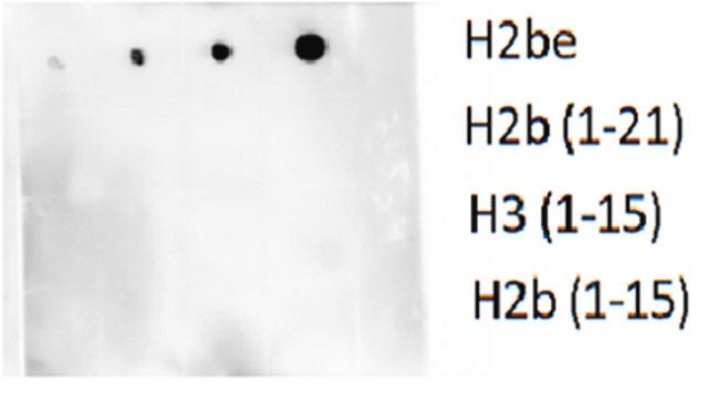 Anti-Histone H2B type 2-E (H2be) Antibody