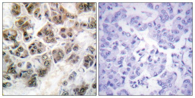 Anti-Histone H3.3 antibody produced in rabbit