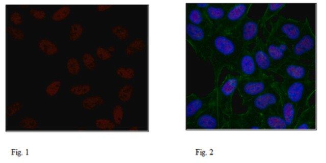 Anti-Histone H3.1 Antibody, clone 1D4F2